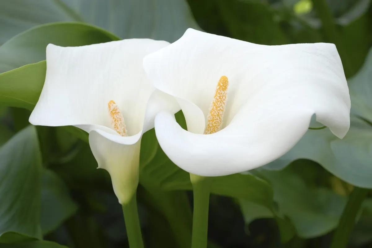 Metti alla Prova la Tua Conoscenza dei Fiori dalle sole immagini. Non solo i fioristi faranno il 100% - 