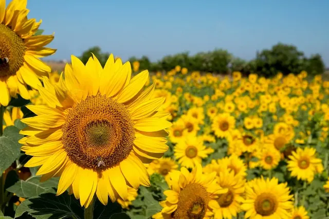 Immagine della domanda