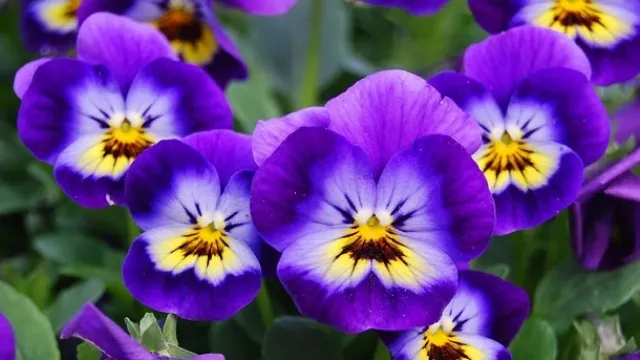 Immagine della domanda