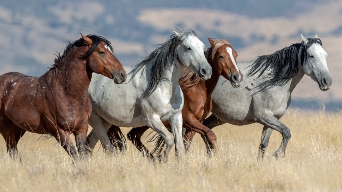 Cavalli: quanto ne sai davvero su questi magnifici animali? -