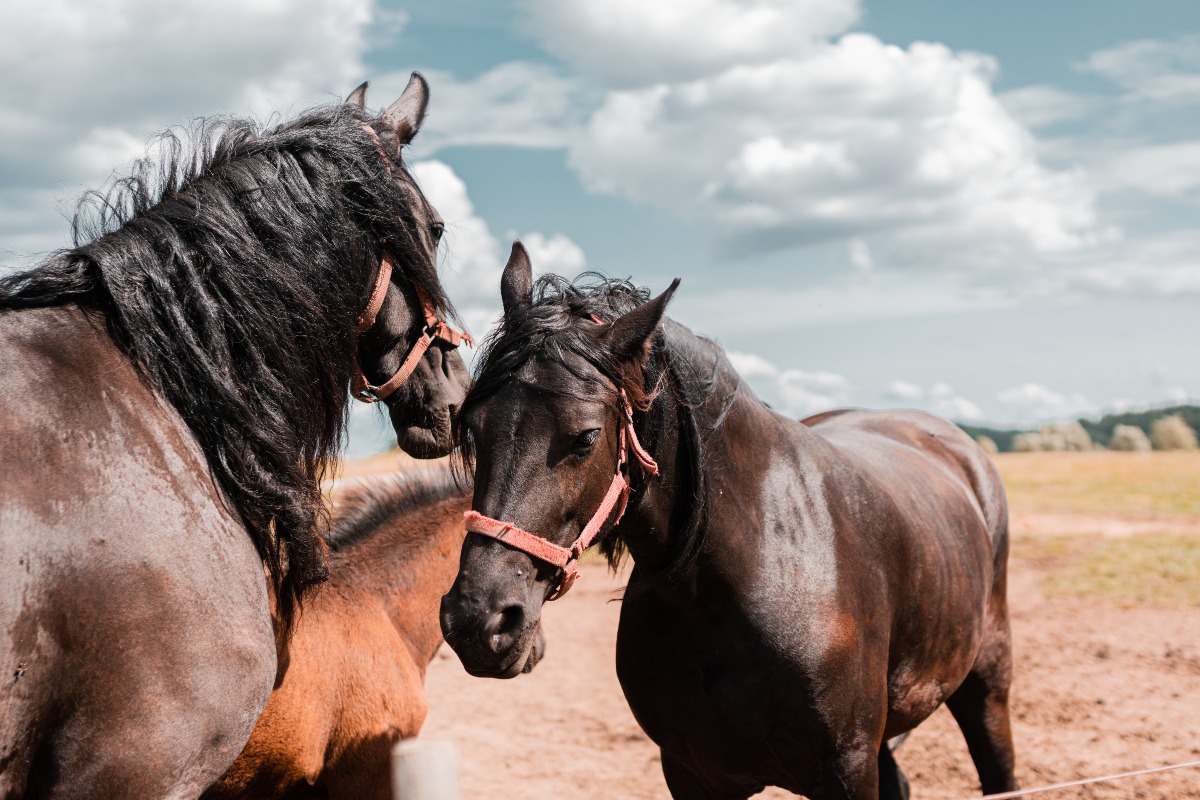 Quanto ne sai davvero sui cavalli? Scoprilo con questo quiz per veri amanti dell’equitazione - Immagine da Freepik