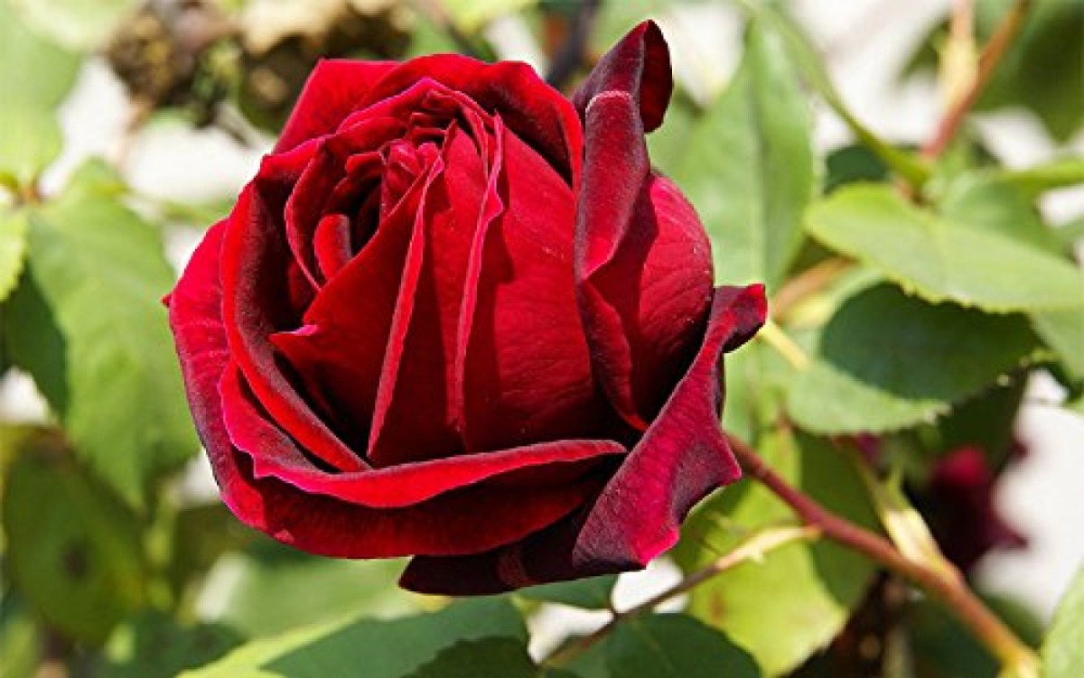 9 Persone su 10 Non Conoscono Questi 10 Fiori… Sei tra di loro? -