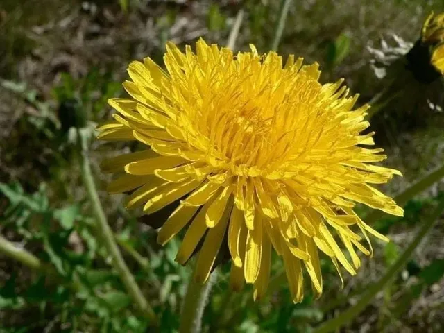 Immagine della domanda