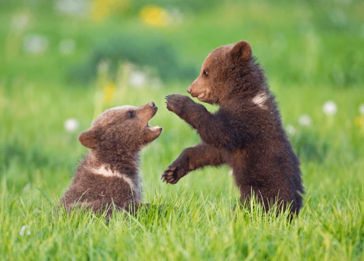 Quanti animali conosci davvero? Questo quiz ti porterà oltre il documentario - Credit foto BBC Earth