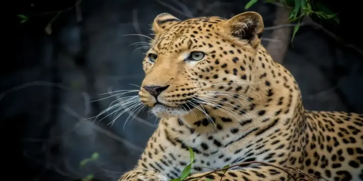Credi di sapere tutto sugli animali? Fai questo quiz e scopri la dura verità! -