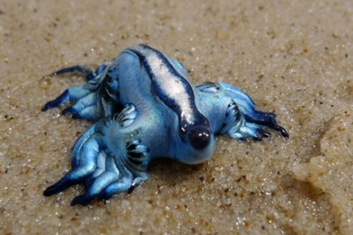 Quiz: Animali così strani che molti li credono inventati… vediamo se li conosci tutti! - 