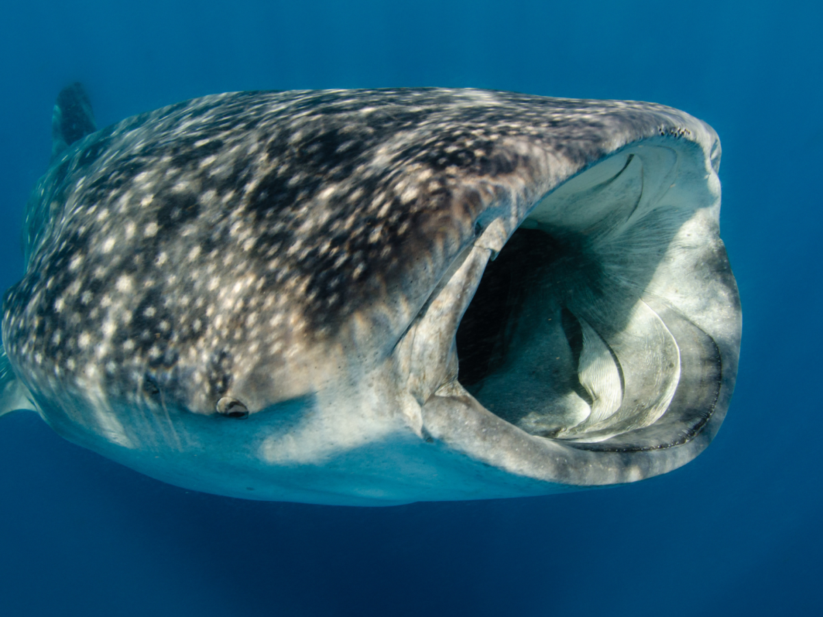 Quiz: Animali estremi della natura… se superi questo test probabilmente ne sai più dei documentari - 