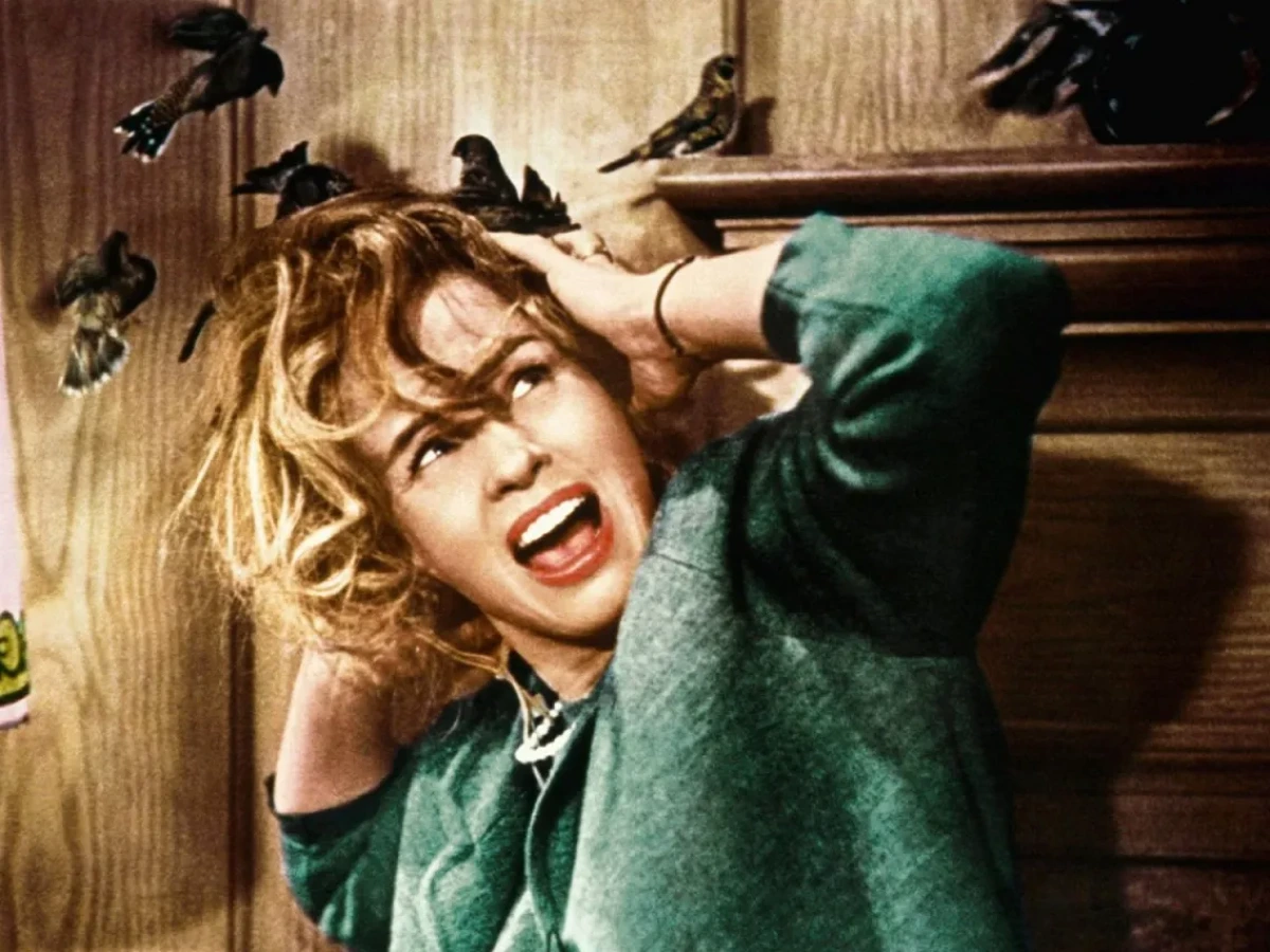 Quiz: Gli Uccelli (1963)… se pensi sia solo un film horror ti conviene non iniziare nemmeno - 