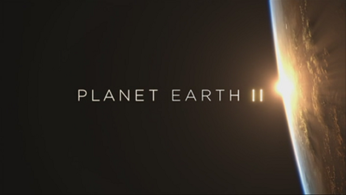 Quiz: Hai esplorato deserti, giungle e montagne con Planet Earth II... ma questi 10 dettagli metteranno in crisi anche gli amanti della natura! - 